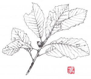 2013.11ナラガシワ