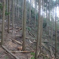 【報告】間伐部会活動報告(2014年10月度 10/19開催) 20141019_3