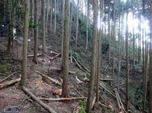 間伐後風景