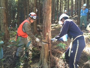 北野さんと中学生　間伐