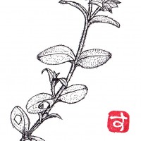 オランダミミナグサ(蘭陀耳菜草)<ナデシコ科・ミミナグサ属> オランダミミナグサ