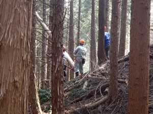 ガンタで掛り木処理中