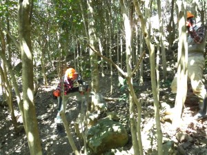 薮化する椿群生地整備②