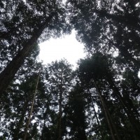 【報告】2015年5月度 出前間伐部会 in 湯来町 森林