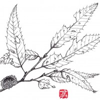 【今月のひと枝】クヌギ(橡 椚 櫟)<ブナ科・コナラ属> クヌギ