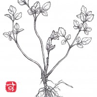 【ひと枝】セリ(芹)<セリ科・セリ属> ひと枝_NEW