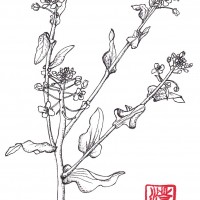 【今月のひと枝】ナノハナ(菜の花)<アブラナ科・アブラナ属> 菜の花 (1)
