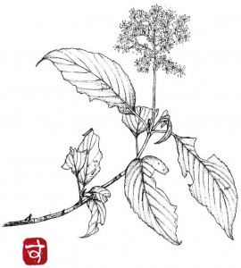 ひと枝