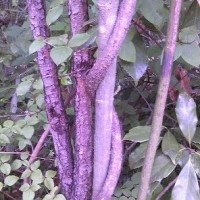【木まぐれ連載】森林よもやまコラム 蔓(つる) 山田政延 つる