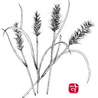 【ひと枝】チカラシバ(力芝)<イネ科・チカラシバ属> チカラシバ (1)