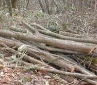 【報告】2017年2月 地域貢献例会(北広島町) ゆとりの森 雑木林整 棚済み