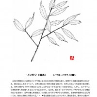 今月の一枝(2019.3) リンボク 鱗木
