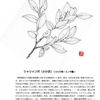 今月の一枝 シャシャンボ シャシャンボ