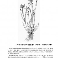 今月(2019.6)のひと枝 ニワゼキショウ 今月(2019.6)のひと枝 ニワゼキショウ