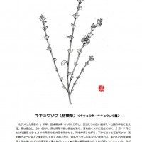 今月のひと枝・キキョウ草 ききょう