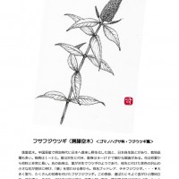 今月の一枝 今月の一枝