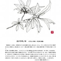 今月の一枝 2019.9 今月の一枝 2019.9