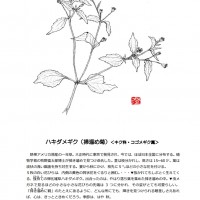 今月の一枝 ハキダメギク 帰化雑草ハキダメギク