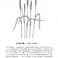 2021年6月 今月のひと枝「コムギ」 コムギHP掲載-1