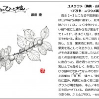 2021年7月 今月のひと枝「ユスラウメ」 202107-05ひとえだ