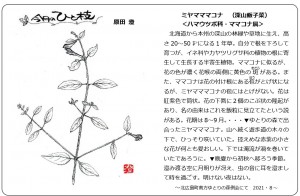 もりの手紙2021年9月号-7_ひと枝