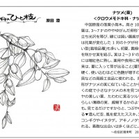2021年10月 今月のひと枝「ナツメ」 ひと枝