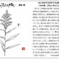 2021年11月 今月のひと枝「セイタカアワダチソウ」 もりの手紙2021年11月号-ひと枝