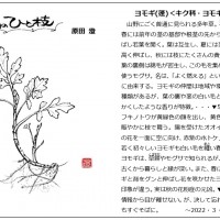 2022年3月 今月のひと枝「よもぎ」 もりの手紙2022年3月号_ひと枝