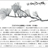 2022年2月 今月のひと枝「ゴヨウマツ(五葉松)」 もりの手紙2022年2月号_ひと枝
