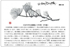 もりの手紙2022年2月号_ひと枝