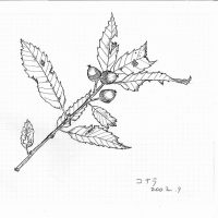 200209コナラひと枝
