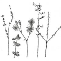 hittsukimushi