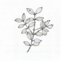 s-ナギ (2)
