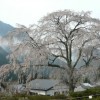 湯の山しだれ桜 200904sakura