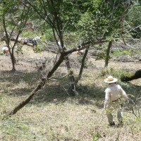 ３班に分かれて上から雑木を遊歩道まで下ろして行きます。 作業は、下側の雑木を下ろすと、その上部の雑木を引きおろし、下におろす作業で、斜面を上がったり降りたりの大変な作業となりました。  