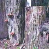 2014.3.9 シイタケの菌打ちをしました ○里山3月②