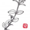 オランダミミナグサ(蘭陀耳菜草)<ナデシコ科・ミミナグサ属> オランダミミナグサ