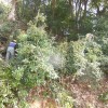 【報告】2015年3月度 地域貢献例会 in 尾長天満宮の杜整備 舞台横整備
