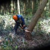 【予定】2015年6月度 各部活動予定 間伐 お手本