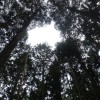 【報告】2015年5月度 出前間伐部会 in 湯来町 森林