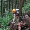 間伐部会2015_6_21活動写真_[1]