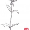 【今月のひと枝】 ウツボグサ(靫草)<シソ科・ウツボグサ属> ひと枝_NEW2 (1)