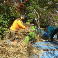 【報告】京橋川かいわいあしがるクラブ(秋編) 葦の堆肥化にチャレンジ! あしがる