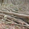 【報告】2017年2月 地域貢献例会(北広島町) ゆとりの森 雑木林整 棚済み