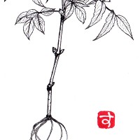 【今月のひと枝】アオダモ(青梻)<モクセイ科・トネリコ属> アオダモ