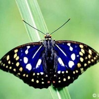 【報告】オオムラサキを育てるための竹林整備 指導 in 三原市旧南方小学校 オオムラサキ