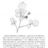 今月のひと枝・ナワシロイチゴ ナワシロイチゴ-1