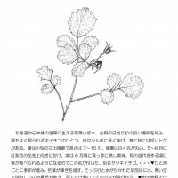 ナワシロイチゴ-1