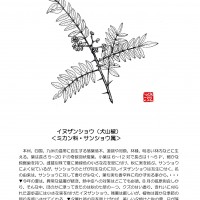 今月(2018年9月)のひと枝 今月のひと枝,