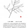 鱗木